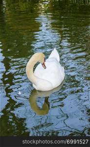 White color swan swimming in the pool at a botanical garden and it is a popular tourist destination northern Thailand. Cygnus atratus