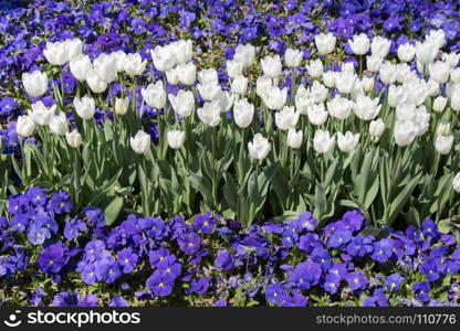 White color tulip flowers bloom in the garden