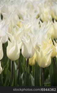 White color tulip flowers bloom in the garden