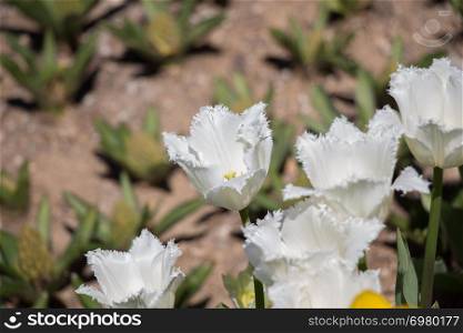 White color Tulips Bloom in Spring in garden