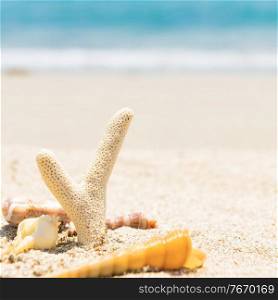White coral and shells on sand beach and blue water as summer holiday background
