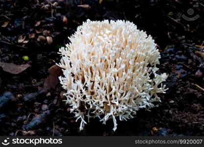White coral fungus growing on the wet soil in rainy season in Thailand.