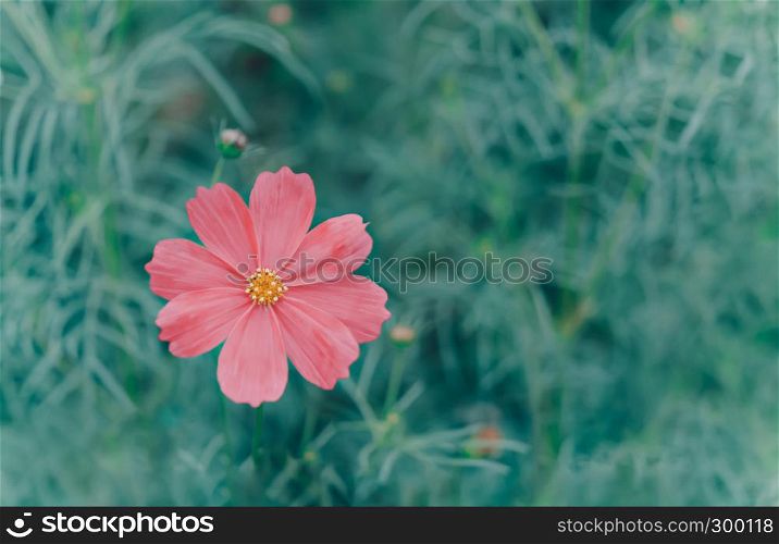 white cosmos flower blooming in the green field, hipster tone. pink cosmos flower