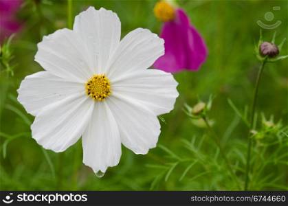 White cosmos flower. Close-up of a single white cosmos flower, Cosmos bipinnatus