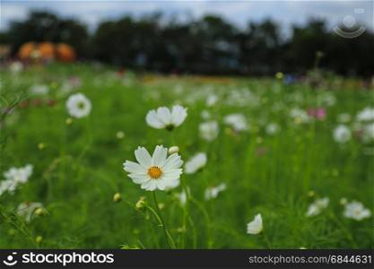 White cosmos flower. Closeup of white cosmos flower (Cosmos bipinnatus) with field background in Thailand