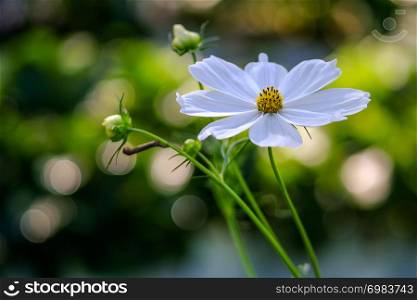 White cosmos flower in cosmos field with burred bokeh background