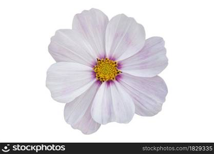 White Cosmos flower isolated on white background. Blooming plant with clipping path.