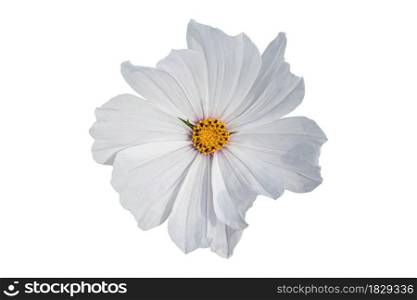 White Cosmos flower isolated on white background. Blooming plant with clipping path.