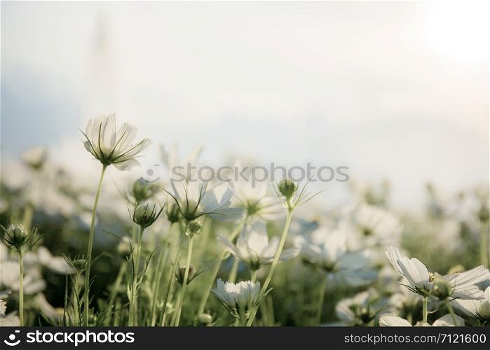 White cosmos flower on field with the sky.