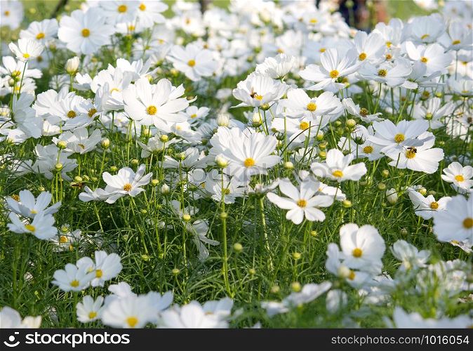 white cosmos flowers