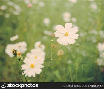 white cosmos flowers in vintage style
