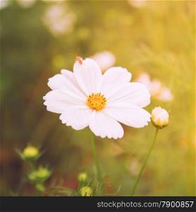 white cosmos flowers in vintage style