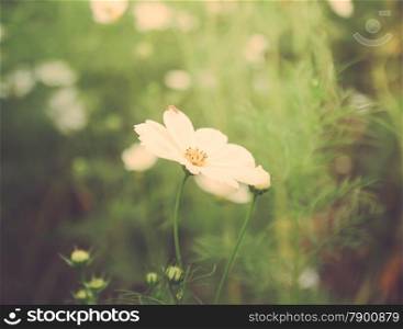 white cosmos flowers with retro filter effect