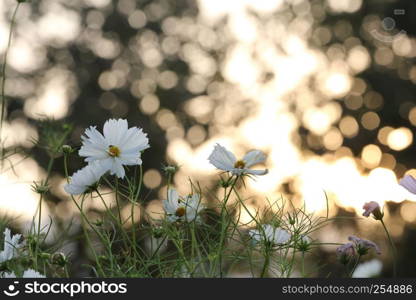 white cosmos with bokeh