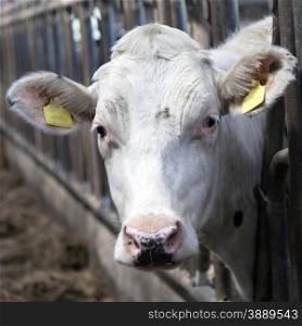 white cow looks through iron bars in stable