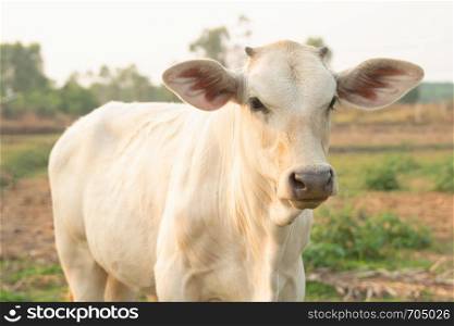 White cow on meadow