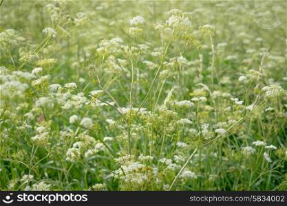 White cow parsley flowers on a green meadow
