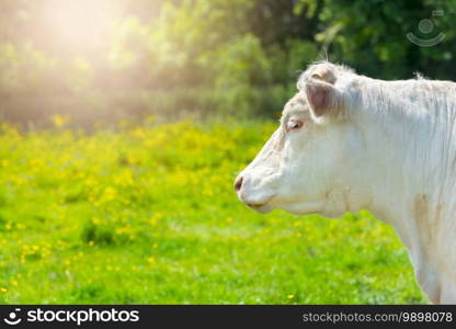 White Cows at the Green farmer pasture field landscape on a sunny summer day. Agricultural farming concept