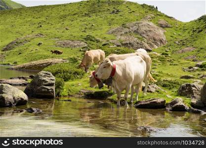 white cows drinking in a mountain lake