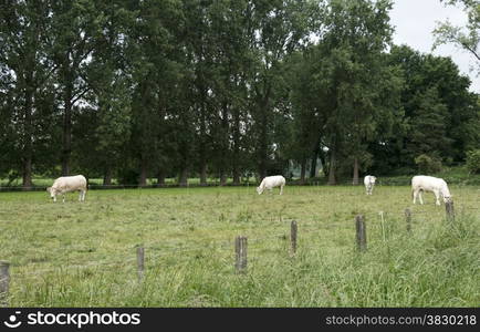 white cows grazing green grass in dutch nature