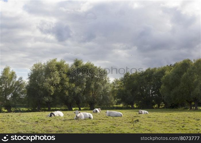 white cows in flanders meadow between gent and brugge in belgium on cloudy summer day
