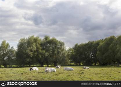 white cows in flanders meadow between gent and brugge in belgium on cloudy summer day