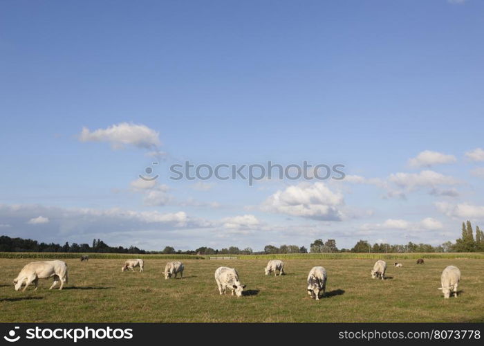 white cows in flanders meadow between gent and brugge in belgium on sunny summer day
