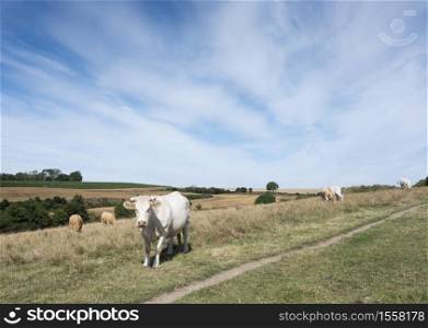 white cows in rural landscape of nord pas de calais in france under blue sky in summer