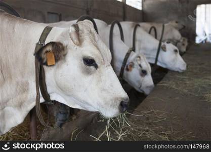 white cows inside barn on organic farm in italian region of piemonte