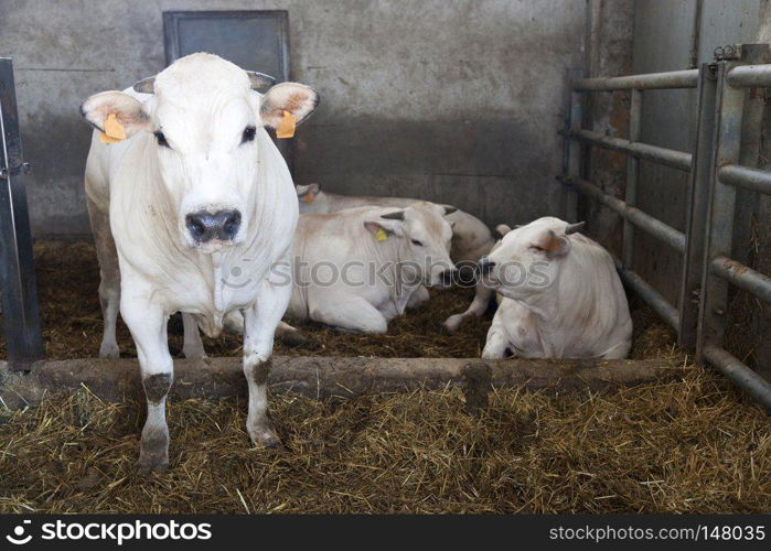 white cows inside barn on organic farm in italian region of piemonte