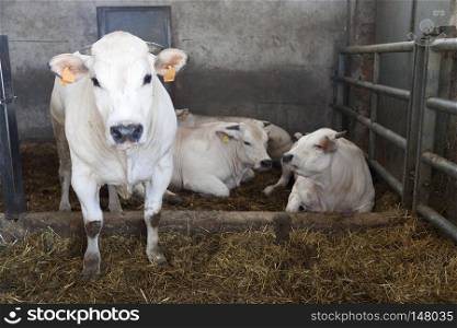 white cows inside barn on organic farm in italian region of piemonte