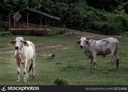 White cows on a field on a nite day in summer. copy space.