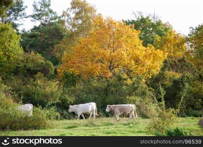 White cows walks in a colorful fall colored landscape