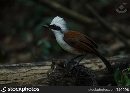 White-crested laughing thrush (Garrulax leucolophus) in nature, Thailand