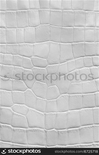 White crocodile leather texture, macro