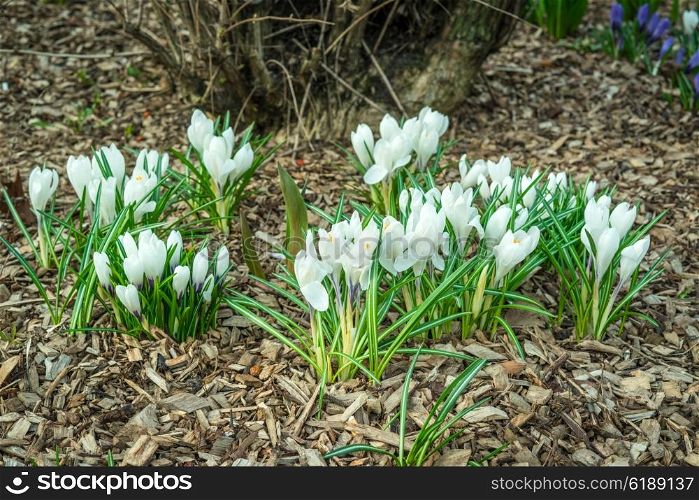 White crocus flower in a garden with bark in the spring