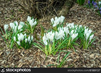 White crocus flower in a garden with bark in the spring