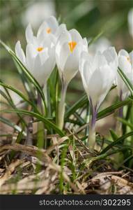 White crocuses bloomed in springtime