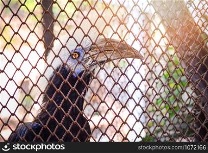 White crowned Hornbill bird sitting on tree branch in cage zoo in the national park - Crested white hornbill aceros comatus , Berenicornis comatus
