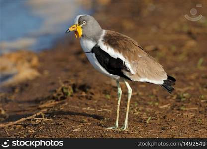 White-crowned lapwing (Vanellus albiceps), Kruger National Park, South Africa