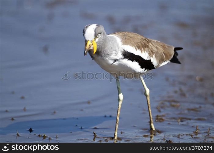 White Crowned Plover at Lower Sabie in the Kruger National Park, South Africa