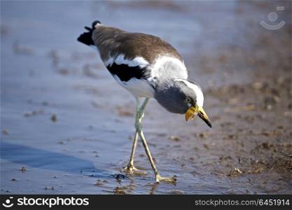 White-Crowned Plover in Kruger National Park, South Africa