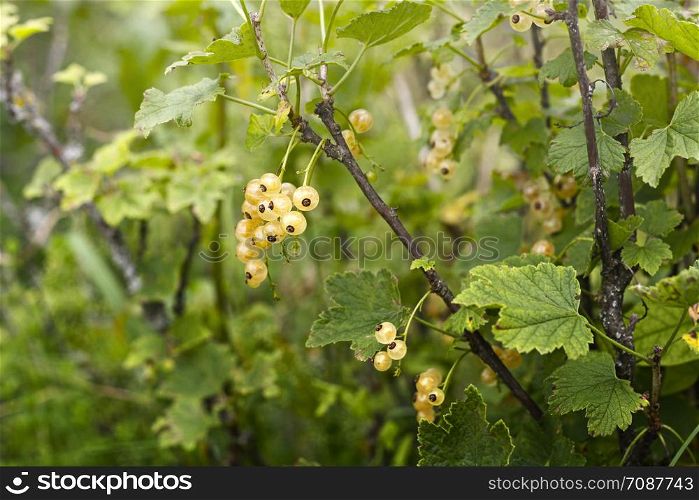 White currant branch with berries. Ripe currant berries among green leaves.