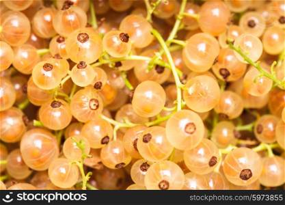 White currant fuits as a background for design. White currant fuits