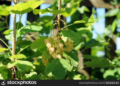 white currants on a branch