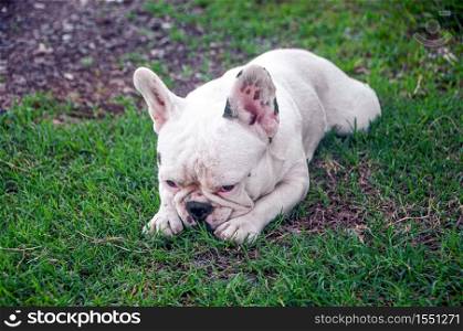 White cute puppy dog french bulldog playing in lawn yard outdoor