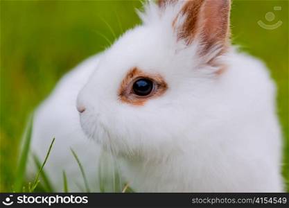 White cute rabbit on green background, close-up view
