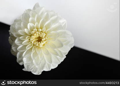 white dahlia flower abstract background