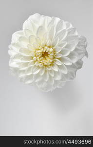 white dahlia flower abstract background