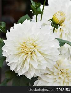 White Dahlia Flowers,Close Up Shot